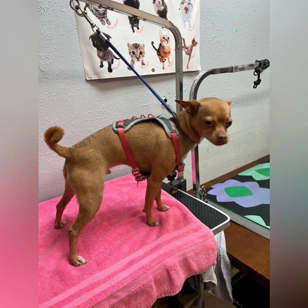 Adjustable Red Dog Harness